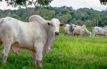 mercado do boi gordo - gado gordo - touro nelore no pasto