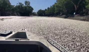 milhoes de peixes mortos na australia