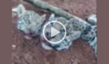 oncas sao torturadas e mortas
