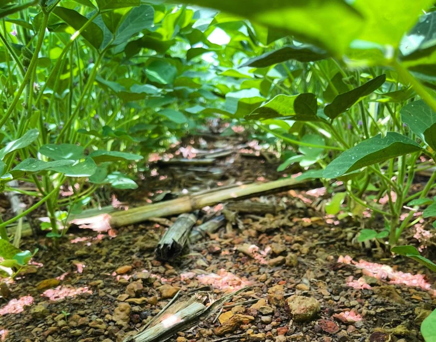 soja plantada em terreno pedregoso no piaui