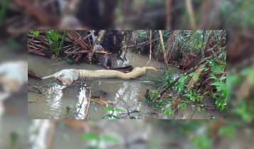 sucuri enrosca com cachorro