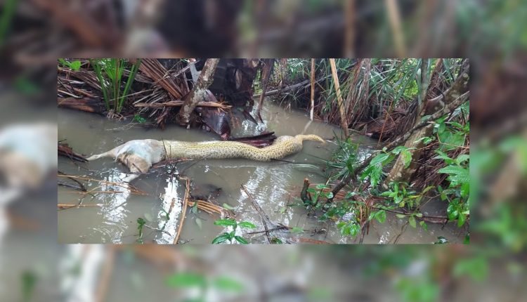 sucuri enrosca com cachorro