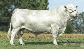 touro da raca charoles - Jotabe Legend 5579 BR