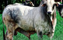 touro nelore da eao agropecuaria 2