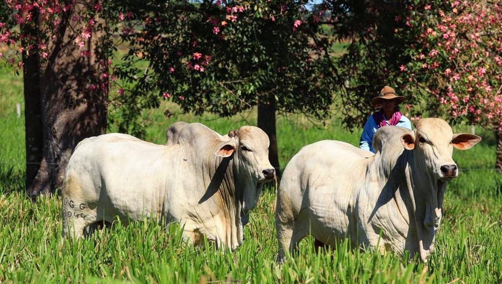 touros nelore po no pasto - flores primavera - fotao
