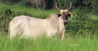 vaca guzonel guzera nelore - fotao