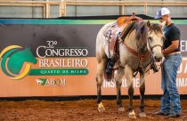 Araçatuba recebe o 32º Congresso Brasileiro do Quarto de Milha