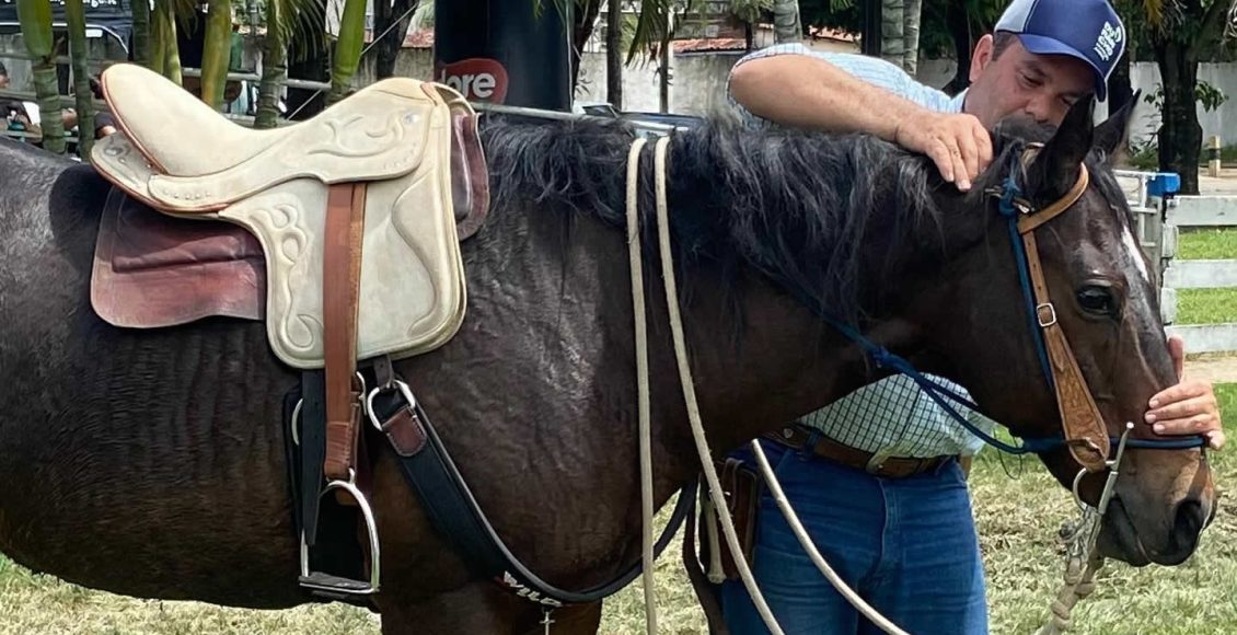 Capim que pode matar os cavalos - CompreRural