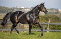 Brasil perde cavalo QM de velocidade, ‘Rei da América do Sul’