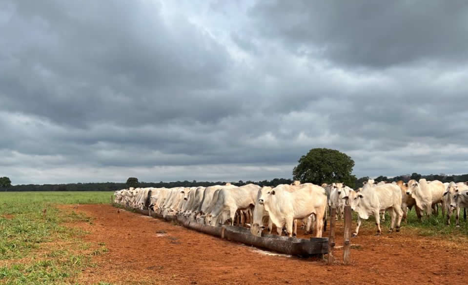 Fazenda Vô Anizio, em Dois Irmãos do Buriti, Mato Grosso do Sul