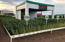 Instituto Soja Livre