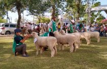 Julgamento Ovinos - Crédito Divulgação