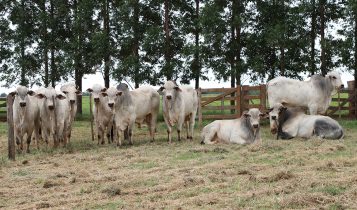Marca CV Nelore Mocho anuncia primeiro leilão do ano com oferta de 900 animais