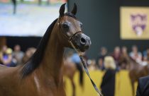 São Paulo recebe exposição da raça de cavalos mais antiga do mundo