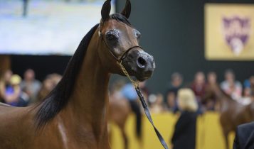 São Paulo recebe exposição da raça de cavalos mais antiga do mundo