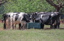 Nutrição de precisão alia produção e sustentabilidade na pecuária leiteira - vacas leiteiras no cocho silagem