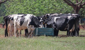 Nutrição de precisão alia produção e sustentabilidade na pecuária leiteira - vacas leiteiras no cocho silagem