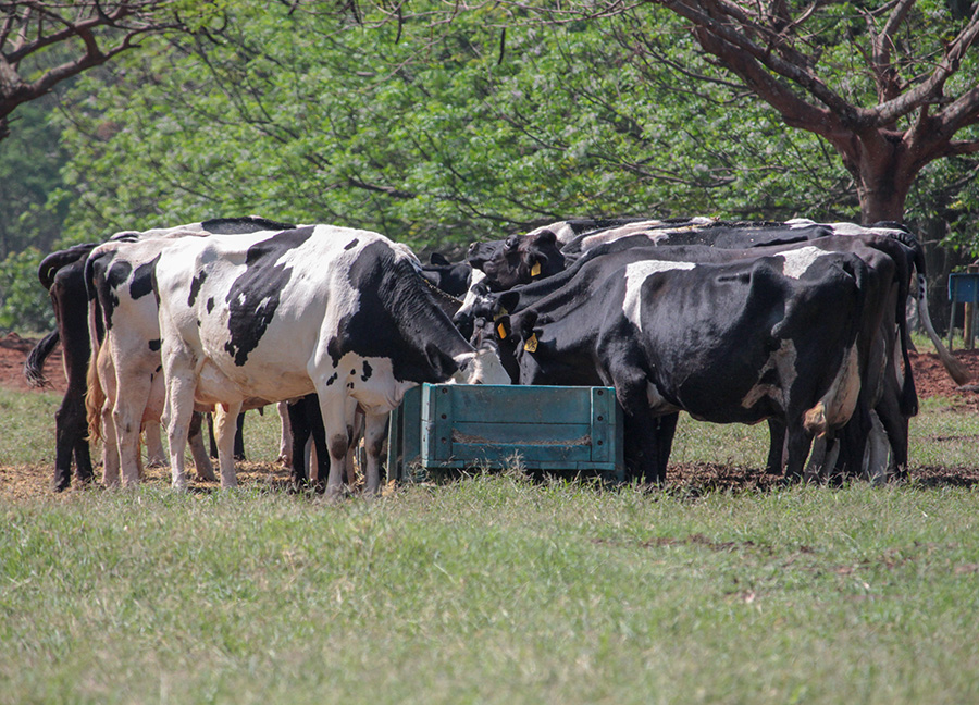 Nutrição de precisão alia produção e sustentabilidade na pecuária leiteira - vacas leiteiras no cocho silagem