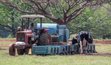 Nutrição de precisão alia produção e sustentabilidade na pecuária leiteira 3 - trator silagem cocho