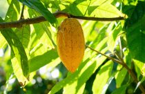 Programa Nestlé Cocoa Plan atua na transformação da cultura do cacau no Brasil