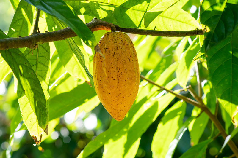 Programa Nestlé Cocoa Plan atua na transformação da cultura do cacau no Brasil