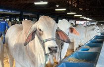 Brahman amplia em 47% participação na ExpoZebu e celebrará 30 anos da ACBB