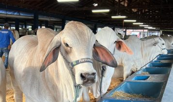 Brahman amplia em 47% participação na ExpoZebu e celebrará 30 anos da ACBB