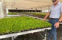 Sauditas vão criar megaprojeto de horticultura do deserto