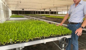Sauditas vão criar megaprojeto de horticultura do deserto