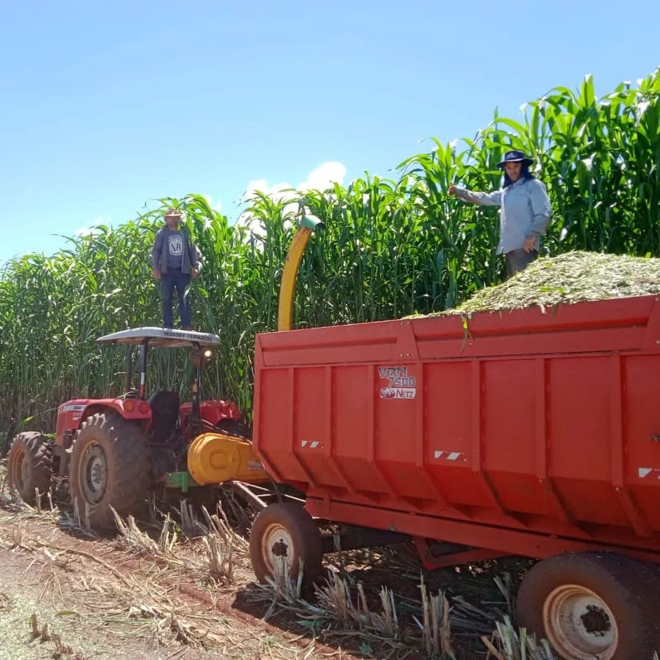 Sorgão Gigante Silageiro é opção para o gado na seca, veja dicas de especialista