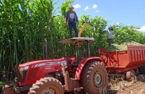 Sorgão Gigante Silageiro é opção para o gado na seca, veja dicas de especialista