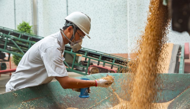 Um funcionário da Sinograin verifica a qualidade do arroz no depósito da empresa em Guangzhou, província de Guangdong