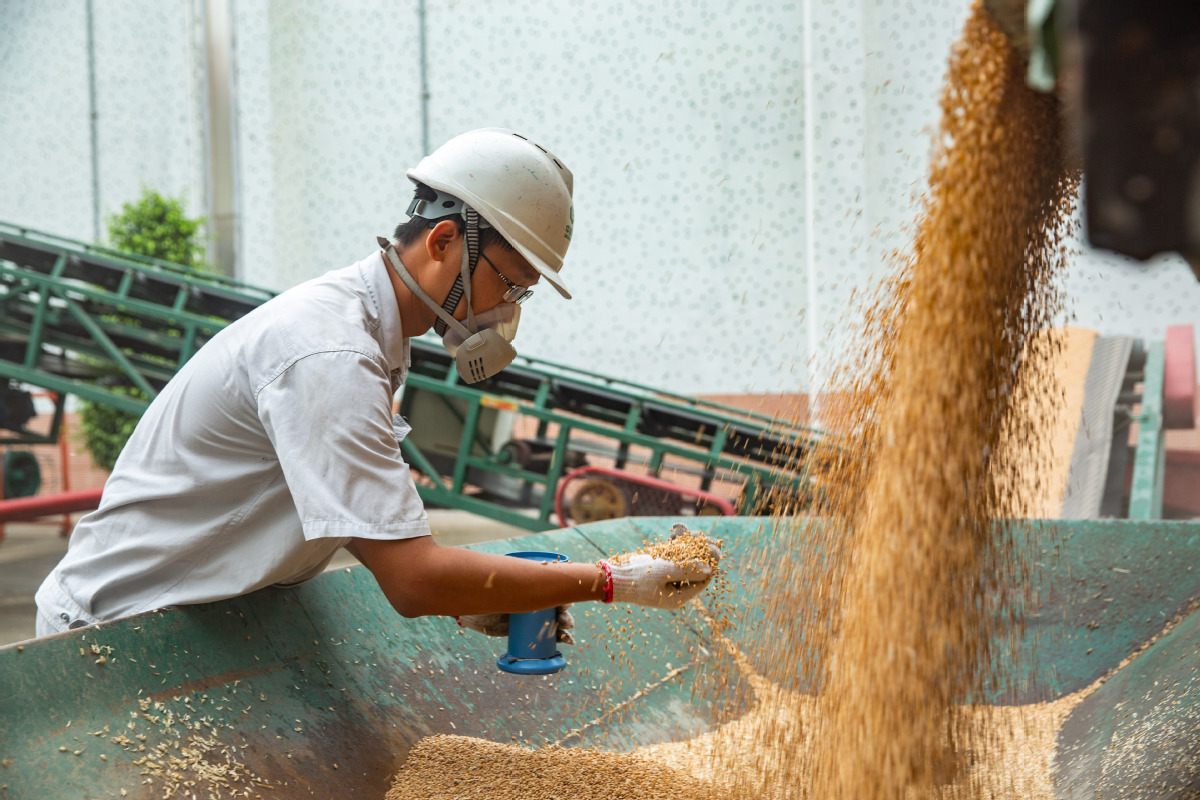 Um funcionário da Sinograin verifica a qualidade do arroz no depósito da empresa em Guangzhou, província de Guangdong