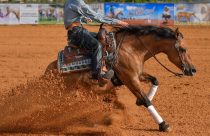 VETNIL-Cuidados-adequados-podem-evitar-aposentadoria-precoce-FOTO-DIVULGACAO