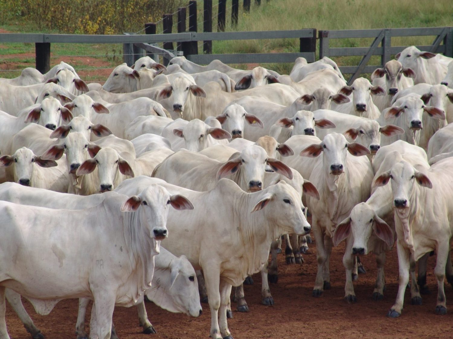 abs pecplan - gado nelore -genetica zebuina durante a expozebu 2023