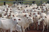 abs pecplan - gado nelore -genetica zebuina durante a expozebu 2023