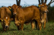 aic-mtn-ajustes-no-indice-de-selecao-foto-divulgacao1