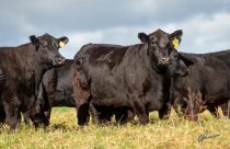 angus rio da paz - vaquilhonas novilhas