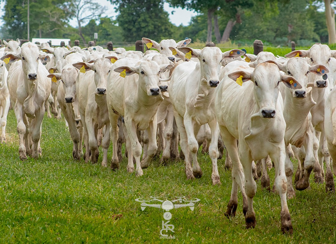 bezerrada correndo com brincos