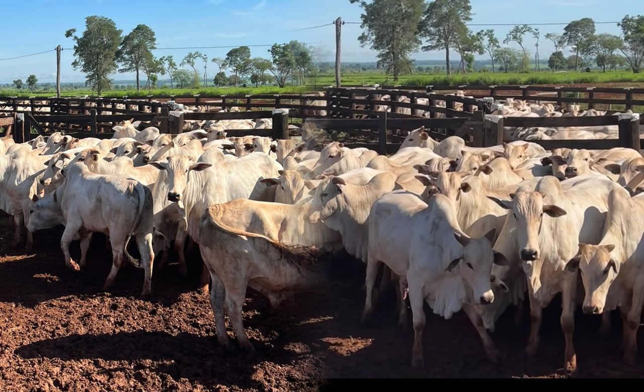 Fazenda Vô Anizio, em Dois Irmãos do Buriti, Mato Grosso do Sul