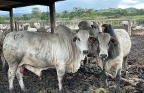 boiada gorda pronta para o abate - arroba do boi