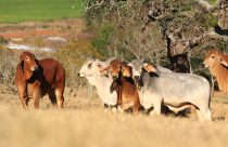 Associação de Brahman celebra 30 anos com selo comemorativo