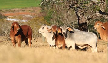 Associação de Brahman celebra 30 anos com selo comemorativo