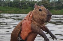 capivara filo - agenor tupinamba