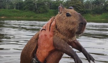 capivara filo - agenor tupinamba