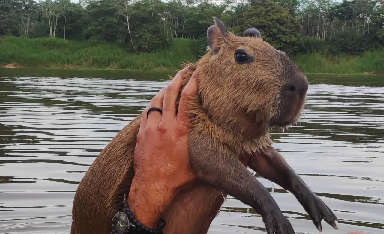 O que se sabe sobre o caso da capivara 'Filó', criada por