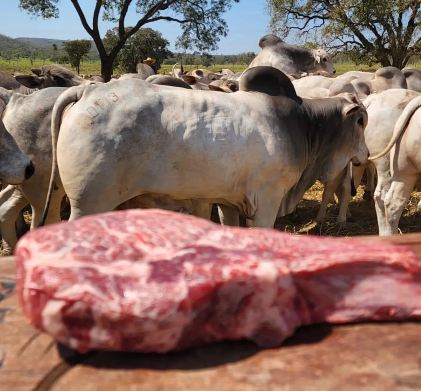 carne de qualidade de nelore