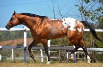 cavalo da raca appaloosa - SPANISH COLOR