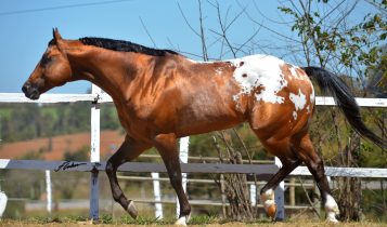 cavalo da raca appaloosa - SPANISH COLOR