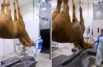 cavalo passa por procedimento cirugico